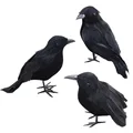 Crow A-B-C