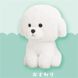 sitting Bichon Frise