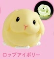 lop rabbit ivory