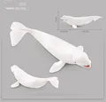 335 Beluga whale