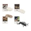 Ants