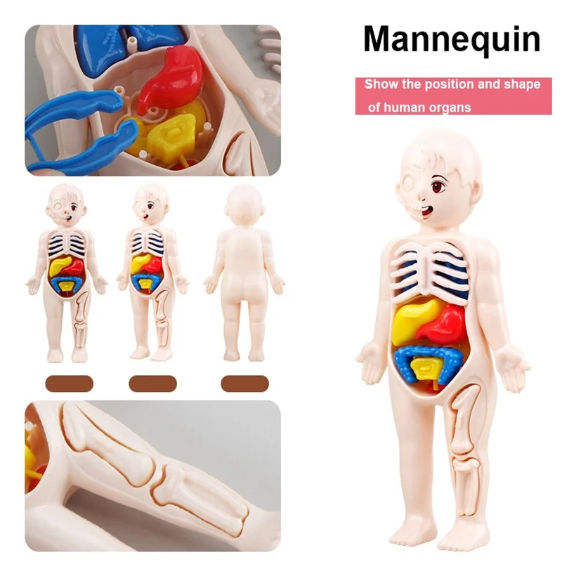 Juego de 13 piezas Montessori de Educación Científica para niños, modelo de anatomía de órgano del cuerpo humano, juguetes médicos ensamblados, herramientas de enseñanza, regalo - imagen 2