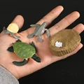 Sea turtle
