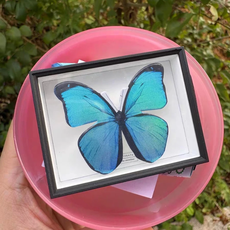 Juguetes cápsula IKIMON, caja alemana STC realista, colección de imanes para nevera, Morpho Butterfly, edición especial, figuras de alas de ensueño brillantes - imagen 4
