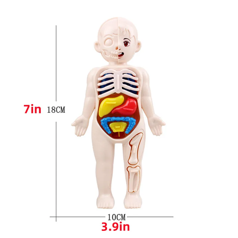 Juego de 13 piezas Montessori de Educación Científica para niños, modelo de anatomía de órgano del cuerpo humano, juguetes médicos ensamblados, herramientas de enseñanza, regalo - imagen 5