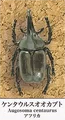 9 Augosoma centaurus