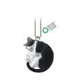 black white cat