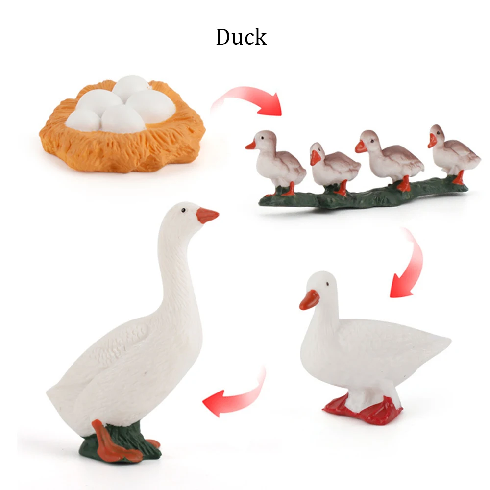 Duck