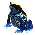 Izome Dart frog