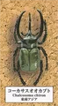 1 Chalcosoma chiron