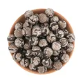 10pcs No.13