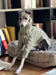 Jersey de lana para perros – Cuello alto suave y cálido
