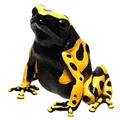 Yellow-Banded frog