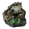 common toad
