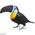 black beak Toucans