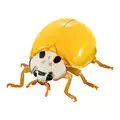 yellow ladybird