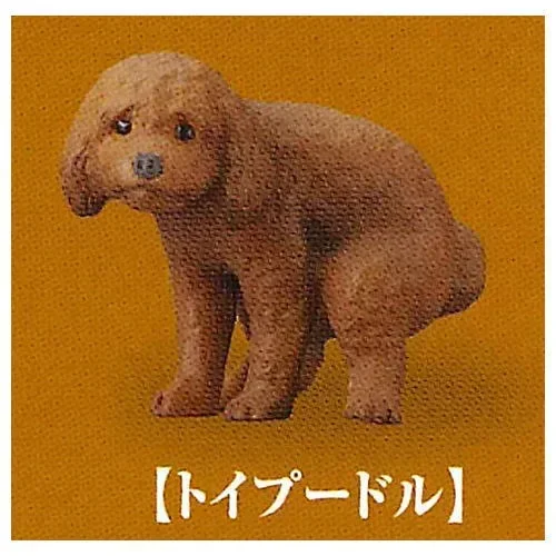 Toy Poodle