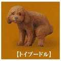 Toy Poodle