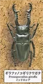 3giraffe stag beetle