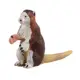 Kangaroo