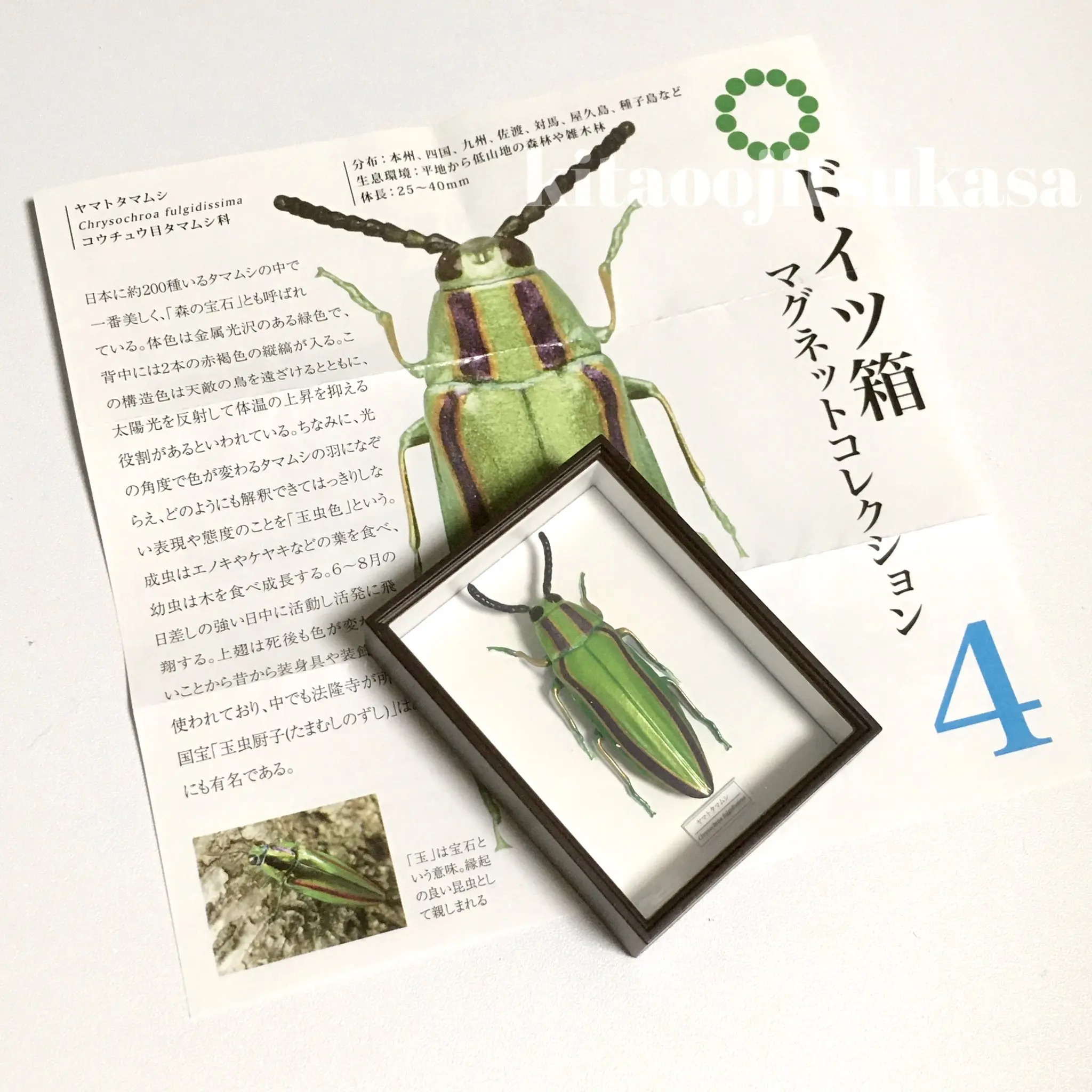 IKIMON imanes de insectos para caja sorpresa estilo alemán mini - imagen 5
