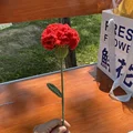 H-Carnation