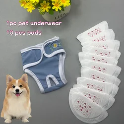 Pañales sanitarios para perros hembra – Tallas XS a 2XL