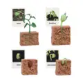 Plant Growth