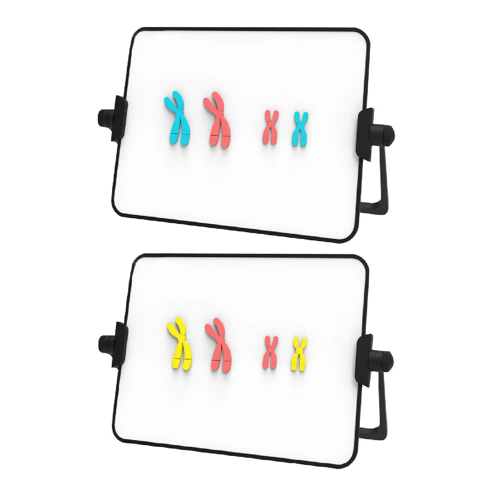 Meiosis Chromosome Change Model Kit Portable Magnetic Biology Teaching Aid