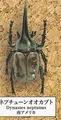 8 Dynastes neptunus