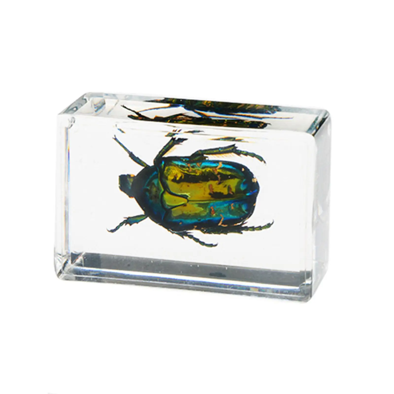 12x Real Animal in Resin Observation Ability Teaching Prop for School School Education Biologists Boys and Girls Classroom