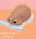 D Roborowski Brown