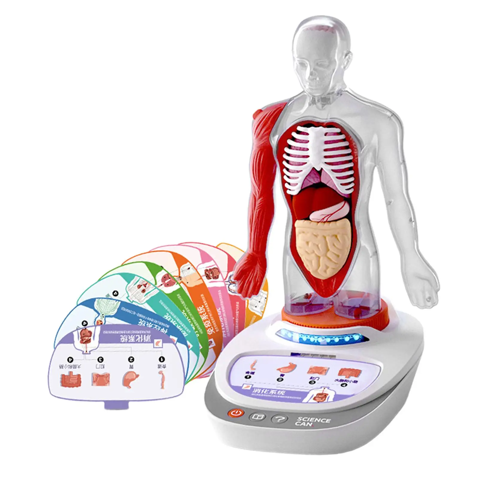 Human Body Model for Kids 3D Puzzle Toys Rotatable Base Human Body Kits Toy for Child Teacher Supplies Study Kids Preschool