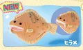 Olive flounder