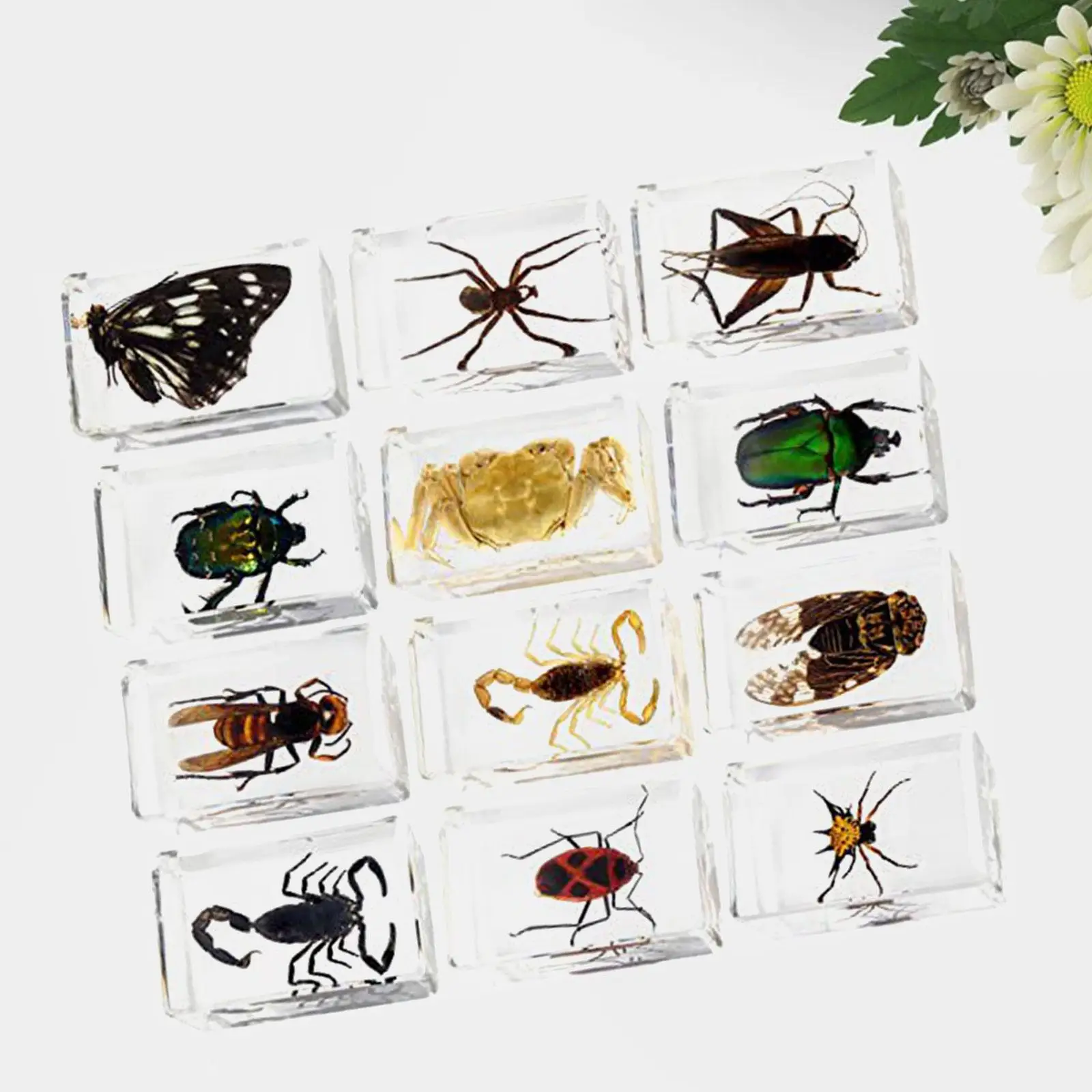12 Pieces Animal in Resin Collection Desktop Ornament Early Learning Educational Toy for Classroom Gifts Children Home Kids