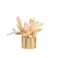 pink-gold