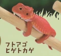 Beared Dragon
