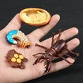 Stag beetle