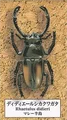 2 Rhaetulus didieri