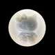 Kitty Mold