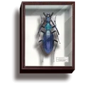Carabus gehinii