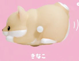 Kinako shiba puppy