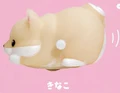 Kinako shiba puppy