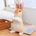 Sitting Brown Rabbit