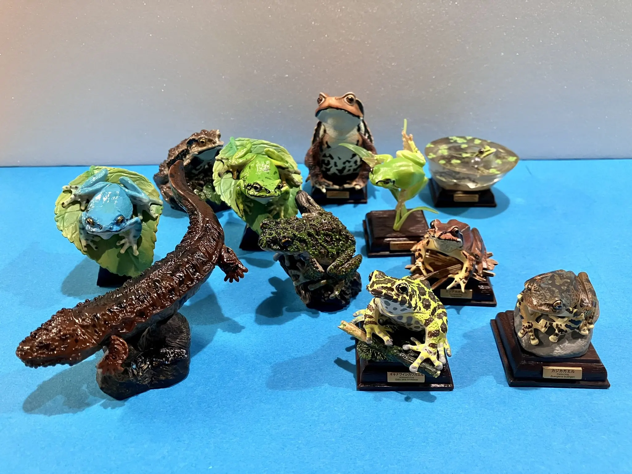 Figuras cápsula de anfibios para niños – Rana de árbol y sapos - imagen 2