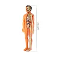 full body model