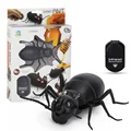 Ant