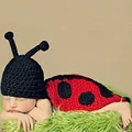 Ladybug