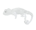 Grasp transparent