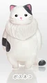 Bicolor cat